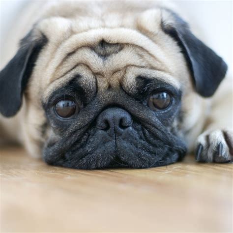 Chinese pug price. Things To Know About Chinese pug price. 